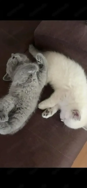 BKH Kitten reinrassig