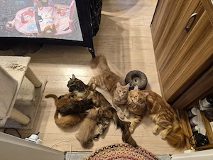 Drei wunderschöne Maine-Coon-Kitten suchen ein liebevolles Zuhause
