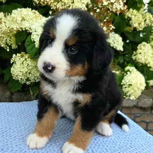 Berner Sennenhund-Welpen   Liebevoll aufgezogen und auf der Suche nach einem liebevollen Zuhause.