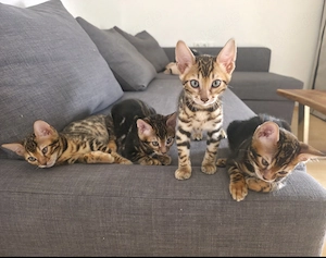 Wunderschöne Bengal-kitten (abgabebereit)