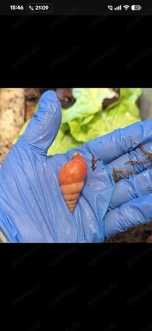 Limicolaria orange 