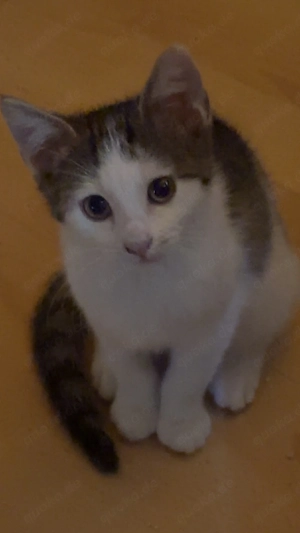 Süße BKH Kitten in gute hände abzugeben