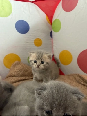 Reinrassige BKH Kitten 