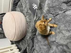Chihuahua mix Welpe 