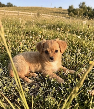 Chihuahua mix Welpe 