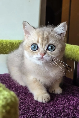 Ein süßes, 3 Monate ice Maine-Coon-Kätzchen sucht ein liebevolles Zuhause für immer.   