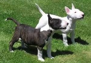 Bullterrier Welpen aus FCI- abzugeben
