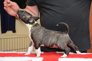 Bullterrier Welpen aus FCI- abzugeben