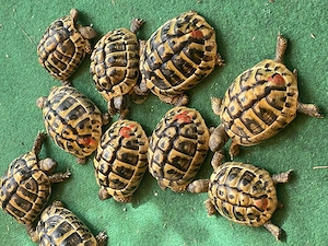 Griechische Landschildkröten aus eigener Aufzucht mit Cites Bescheinigungen Jahrgang 2020
