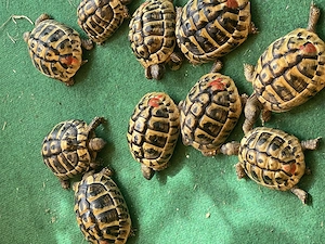 Griechische Landschildkröten mit EU Cites Bescheinigungen aus eigener Aufzucht 