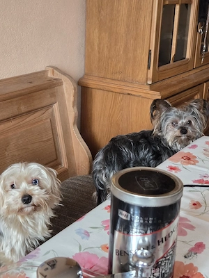 Yorkshire Terrier 
