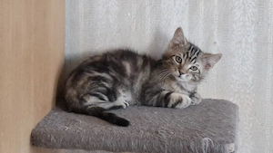 Hauskatzen