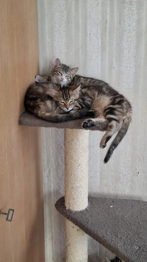 Hauskatzen