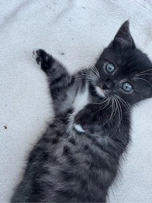 Kitten   Kätzchen   Katze Baby - männlich & weiblich