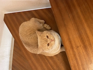 BKH Kater mit Stammbaum