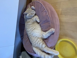 BKH Kater mit Stammbaum 