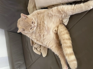 BKH Kater mit Stammbaum 