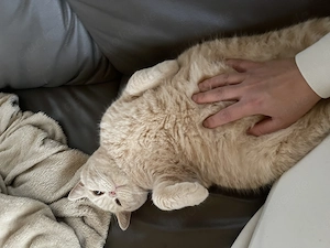 BKH Kater mit Stammbaum