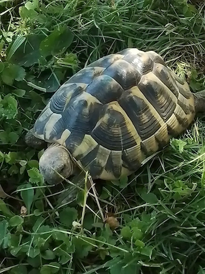 Griechische Landschildkröten (THB) adult, Weibchen 9, 10 und 17 Jahre 