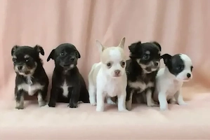    Zauberhafte Chihuahua Babys aus liebevoller Familienaufzucht