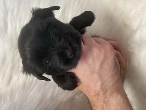 Reinrassige Yorkshire Terrier Welpen mit Ahnentafel 