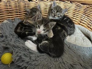Katzen Babys BKH und EKH