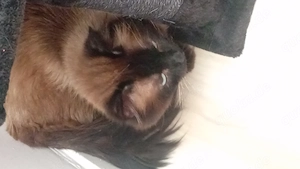 Ich gebe mein Kater blue ab 