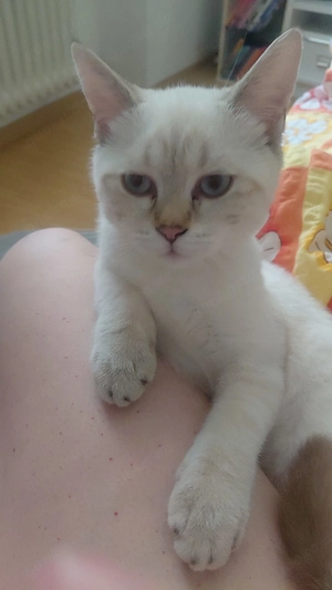 Blu Piont weith