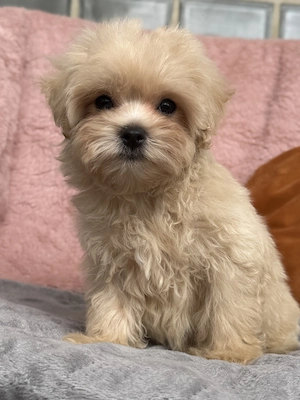 Maltipoo mini 