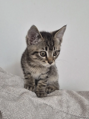Kätzchen Babykatze Kitten Katzenbaby Katze BKH-Mix