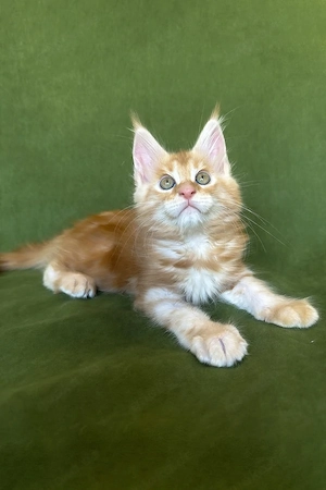 Ein süßes, 3 Monate Richard Maine-Coon-Kätzchen sucht ein liebevolles Zuhause für immer.   