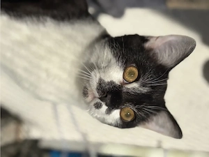 BKH Kater Kastriert 