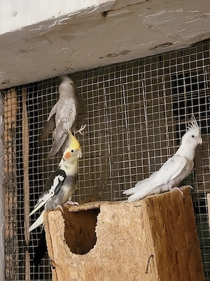 4 Nymphensittiche zu verkaufen