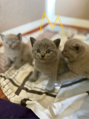 BKH-Siam Mix Kitten