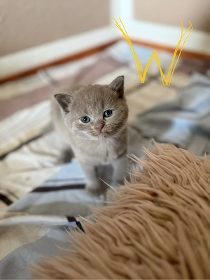 BKH-Siam Mix Kitten