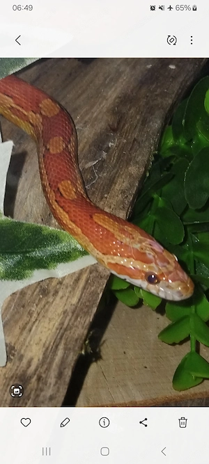 Pantherophis guttatus  Bild 3