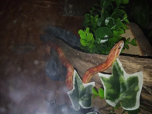 Pantherophis guttatus  Bild 4