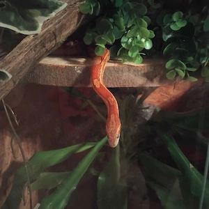 Pantherophis guttatus 