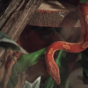 Pantherophis guttatus  Bild 2