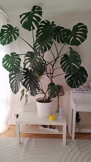 Wunderschöne XXL Monstera Deliciosa (ca. 2m hoch) inkl. Topf   Nur Selbstabholung