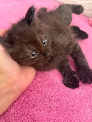 3 süße Kitten suchen ein liebevolles Zuhause