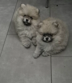 Pomeranian zwergspitz Mädchen