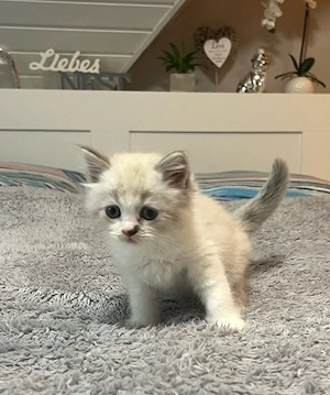 Heilige Birma - BLH - Mix Kitten