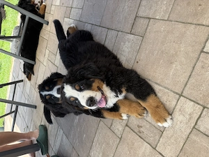 Berner Sennen Rüde  Ben  