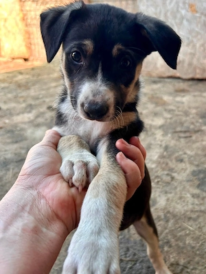 Ellie sehnt sich nach einem Körbchen Bild 8