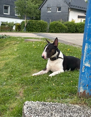 Miniature Bullterrier tricolor Deckrüde