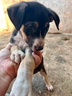 Ellie sehnt sich nach einem Körbchen Bild 10