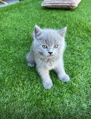 Britische-Kurzhaar-Kitten