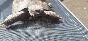 Männliche Maurische Schildkröte 