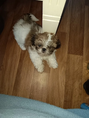reinrassige shih tzu Hündin 